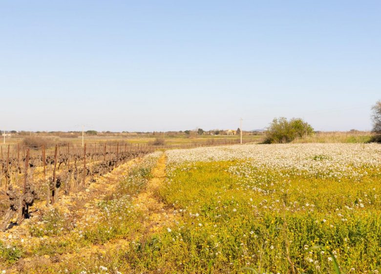 CIRCUIT ENTRE ORB, MER ET ÉTANG – ESPACE VTT-FFC BEZIERS MEDITERRANEE
